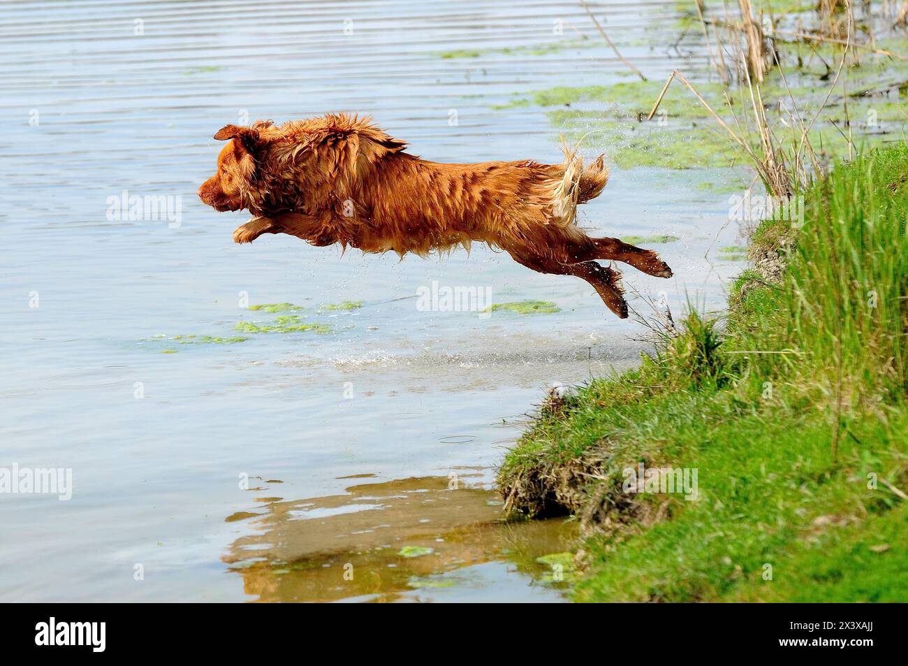 Ritratto di Nova Scotia Duck Tolling Retriever Foto Stock