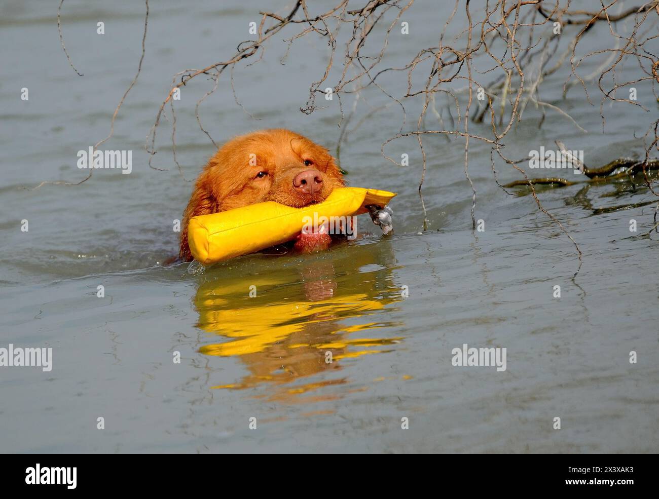 Ritratto di Nova Scotia Duck Tolling Retriever Foto Stock