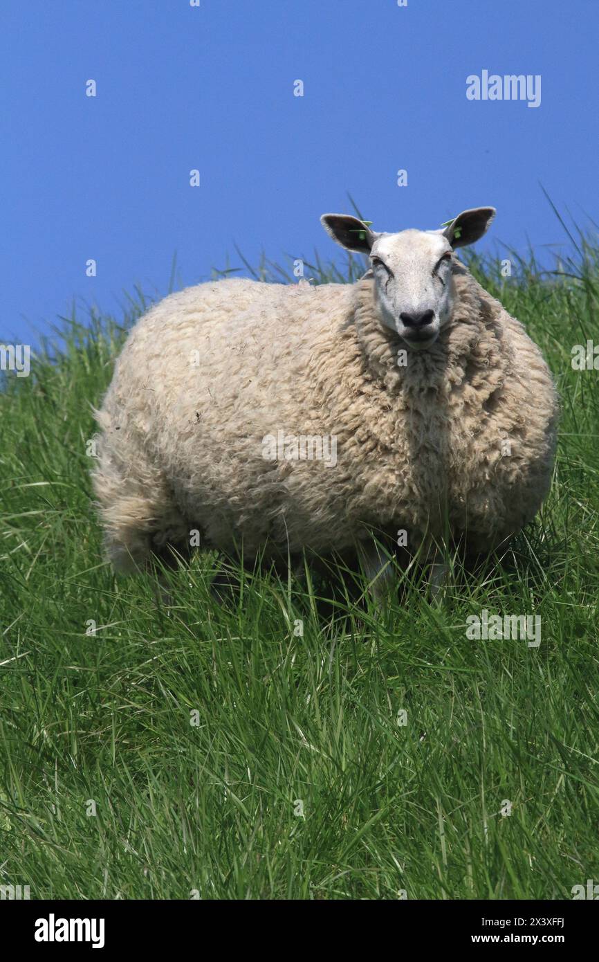 Paesi Bassi, pecore Foto Stock