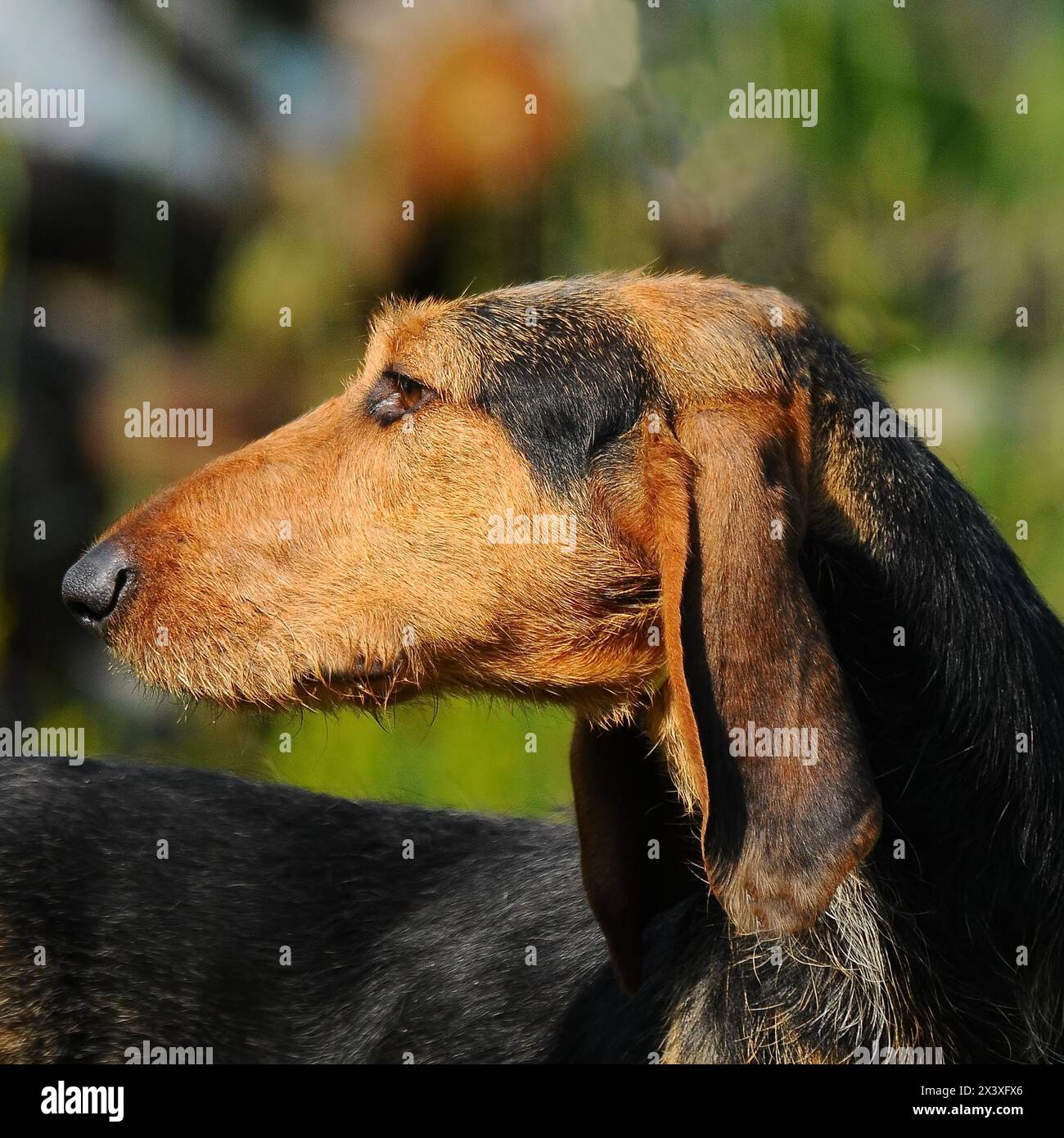Portrat di Segugio Italiano cane. L'Italiano hound dog ha una testa lunga e orecchie e viene utilizzato come una caccia. Foto Stock