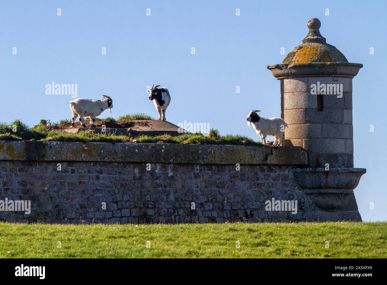 Francia, Manche, Cotentin. Saint-Vaast-la-Hougue. Pointe de la Hougue, Fort de la Hougue e torre Vauban Foto Stock