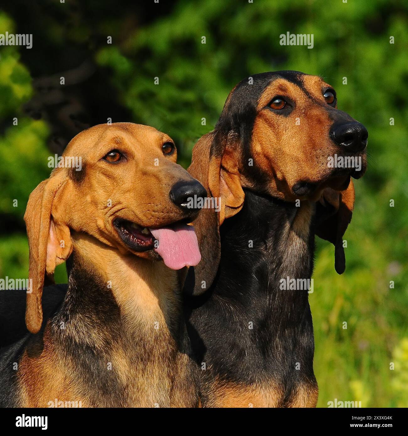 Portrat di Segugio Italiano cane. L'Italiano hound dog ha una testa lunga e orecchie e viene utilizzato come una caccia. Foto Stock