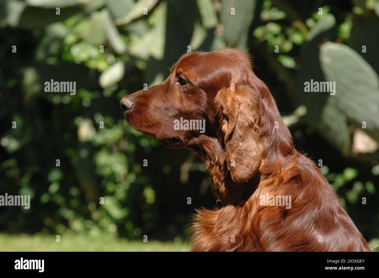Ritratto di Irish Setter o Red Setter. Foto Stock