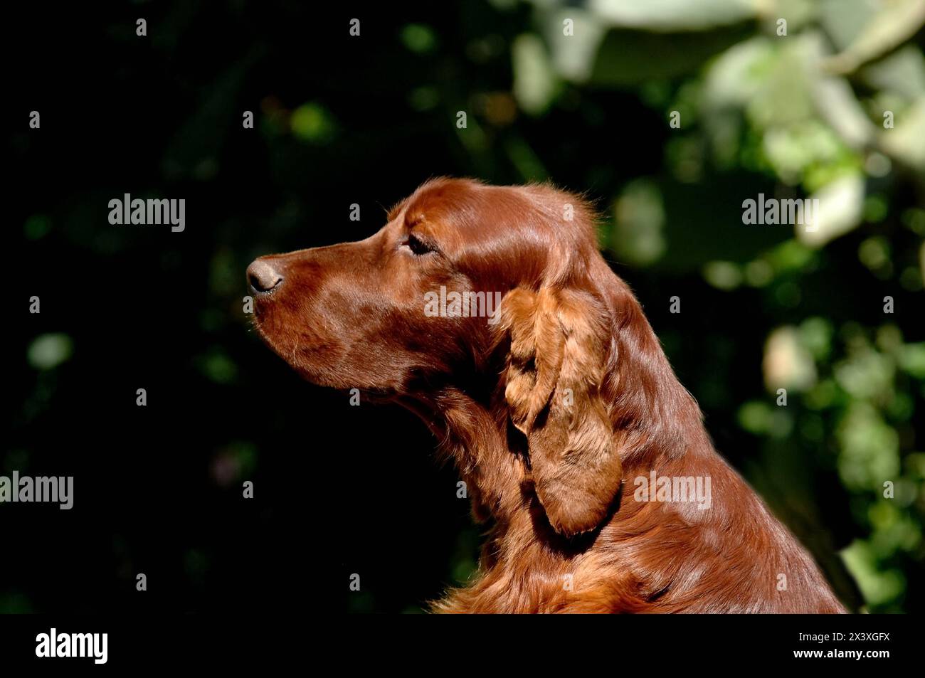 Ritratto di Irish Setter o Red Setter. Foto Stock