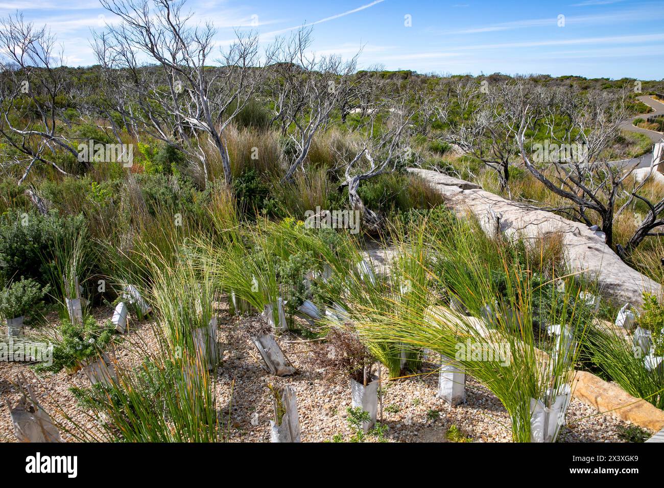 North Head Manly, piante autoctone piantate lungo l'anello pedonale Fairfax Track, Sydney, NSW, Australia Foto Stock