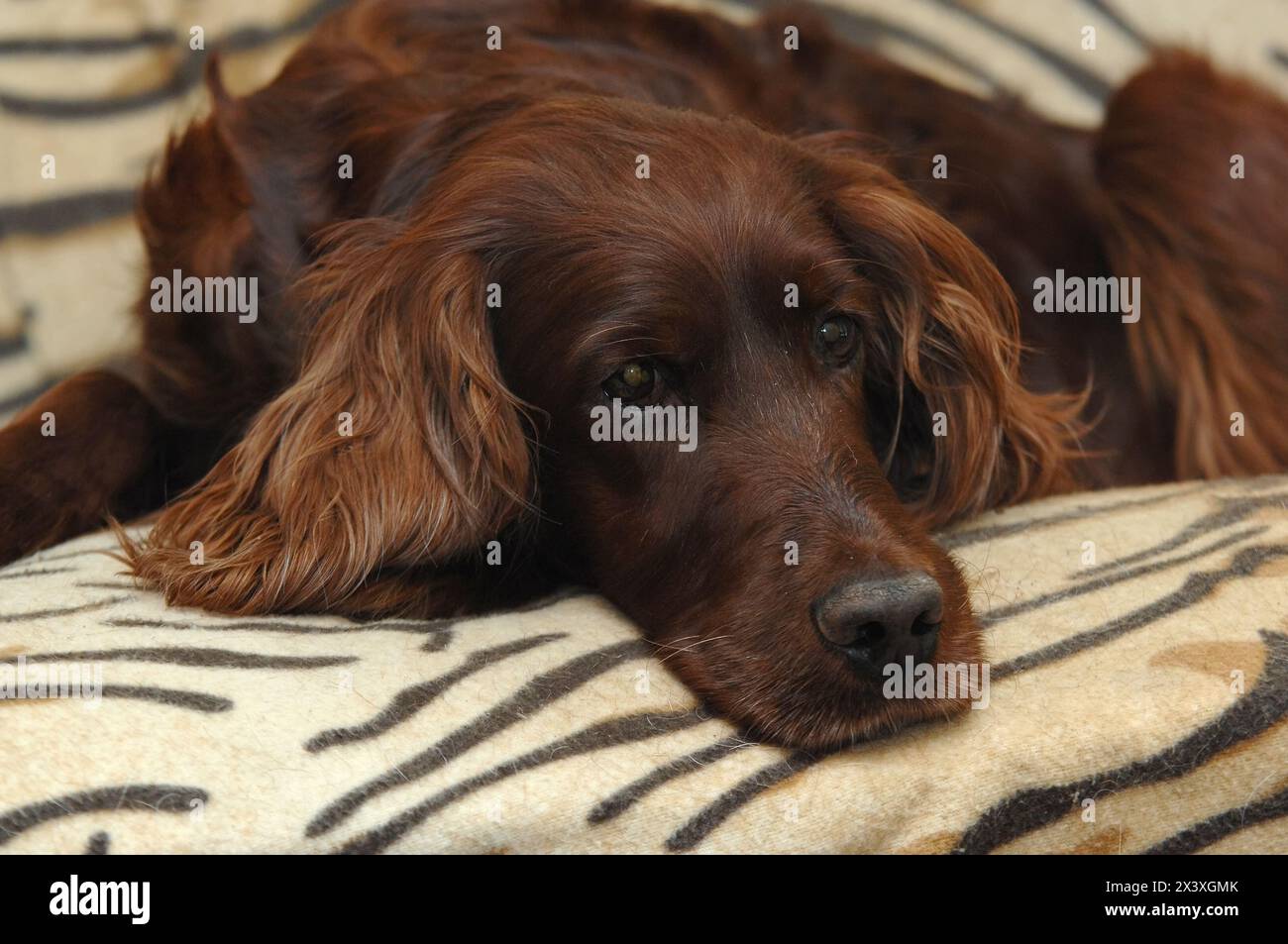 Ritratto di Irish Setter o Red Setter. Foto Stock