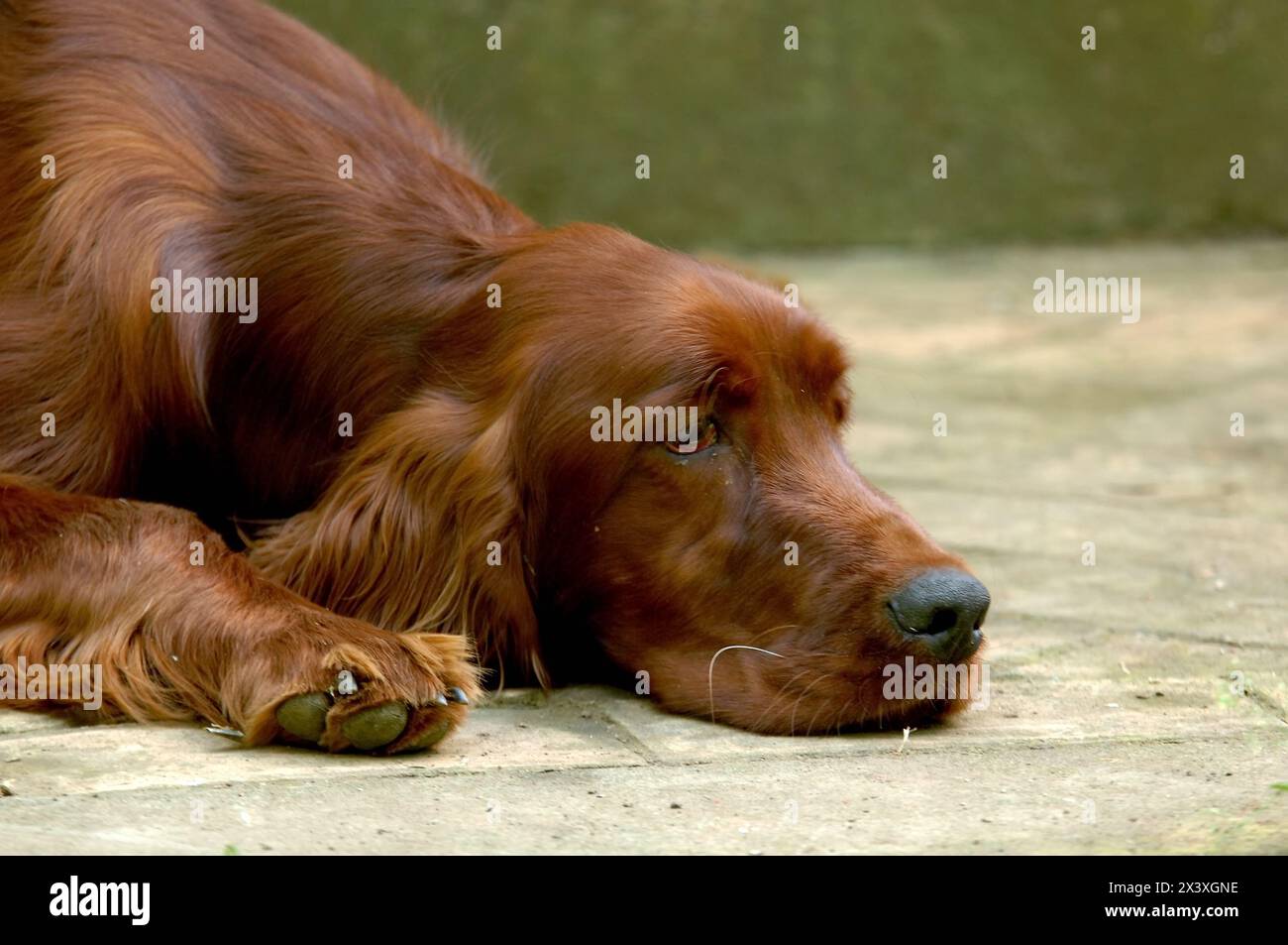 Ritratto di Irish Setter o Red Setter. Foto Stock