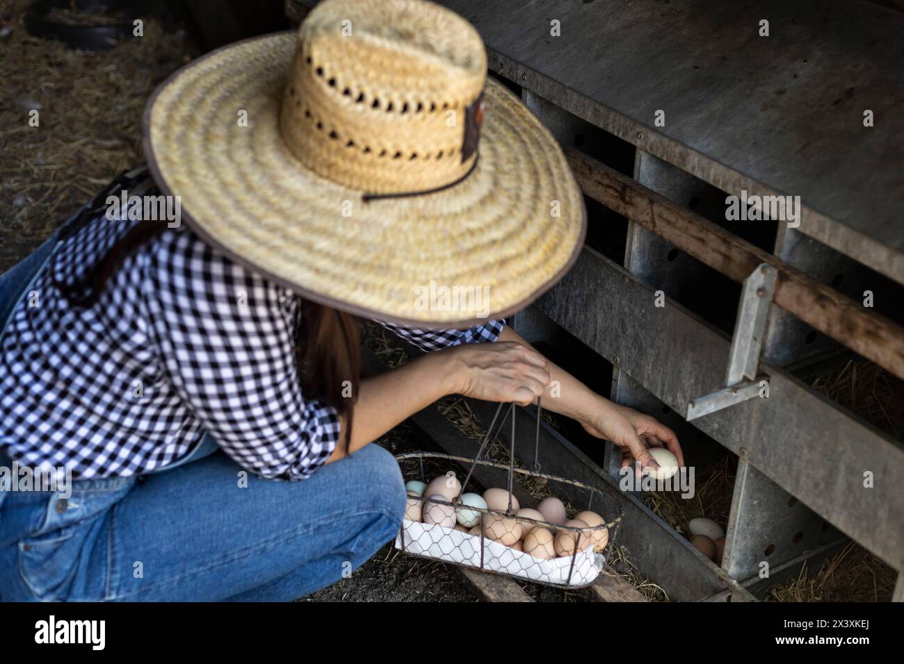 La contadina con cappello raccoglie le uova di pollo in un cestino Foto Stock