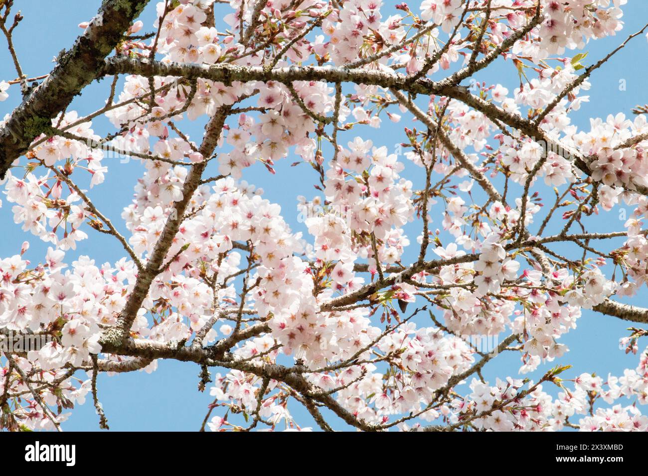 Rami di un albero con fiori rosa in fiore nell'area ricreativa della Foresta Nazionale di Alishan a Taiwan Foto Stock