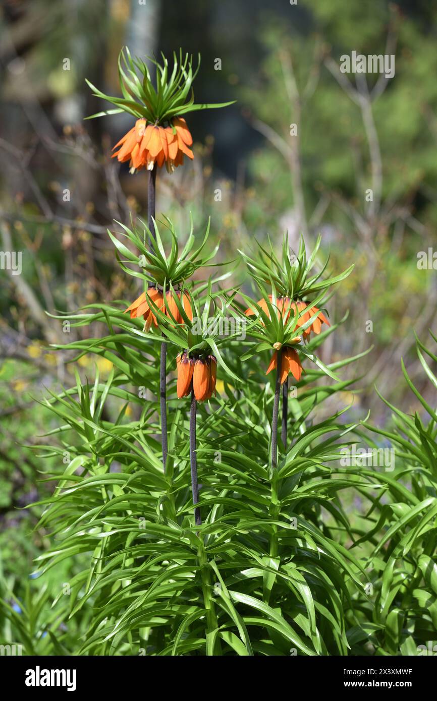 Paesaggio primaverile. Fritillaria imperialis, Crown Imperial, Imperial fritillary o Corona del Kaiser Foto Stock