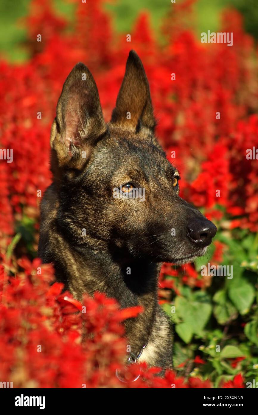 Ritratto di italiano cane lupo in esterni. Foto Stock