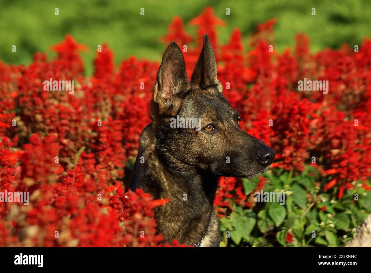 Ritratto di italiano cane lupo in esterni. Foto Stock