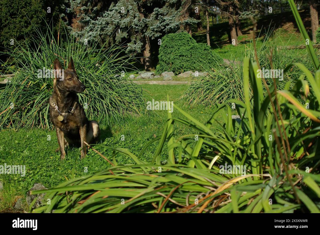 Ritratto di italiano cane lupo in esterni. Foto Stock