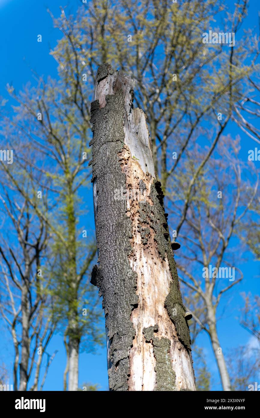 L'immagine mostra un grande tronco di albero con una notevole quantità di corteccia sciolta, a indicare che è probabile che sia morto o morente. Il tronco dell'albero è circondato da b Foto Stock