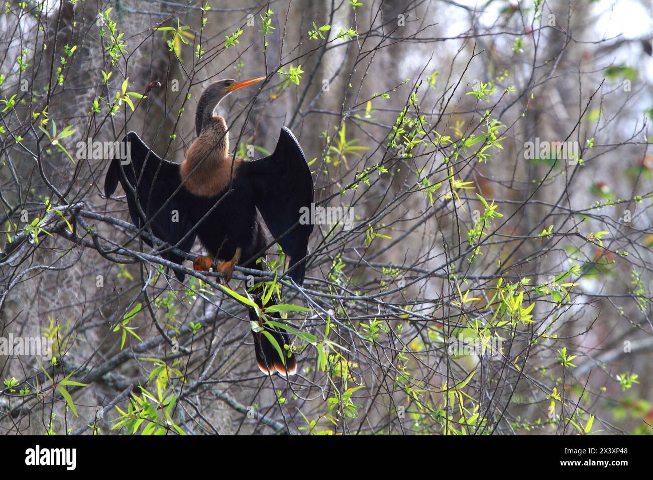 Stati Uniti, Florida. Everglades. Anhinga (Anhingidae) asciugando il suo Plumage Foto Stock Stati Uniti, Florida. Everglades. Anhinga (Anhingidae) asciugando il suo Plumage Foto Stock