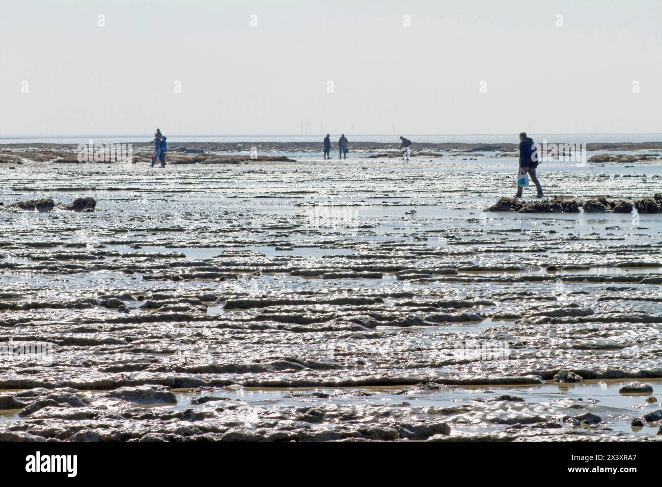 Francia, la Bernerie-en-Retz, Baie de Bourgneuf, 44, raccolta di frutti di mare a mano Foto Stock