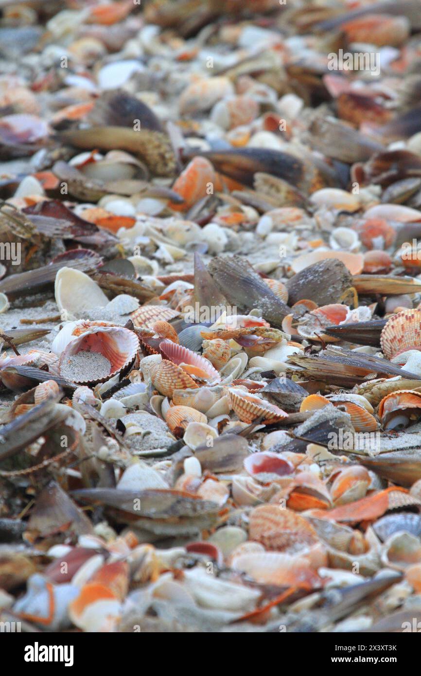 Stati Uniti, Florida. Isola di Gasparilla. Boca grande. Conchiglie sulla spiaggia Foto Stock