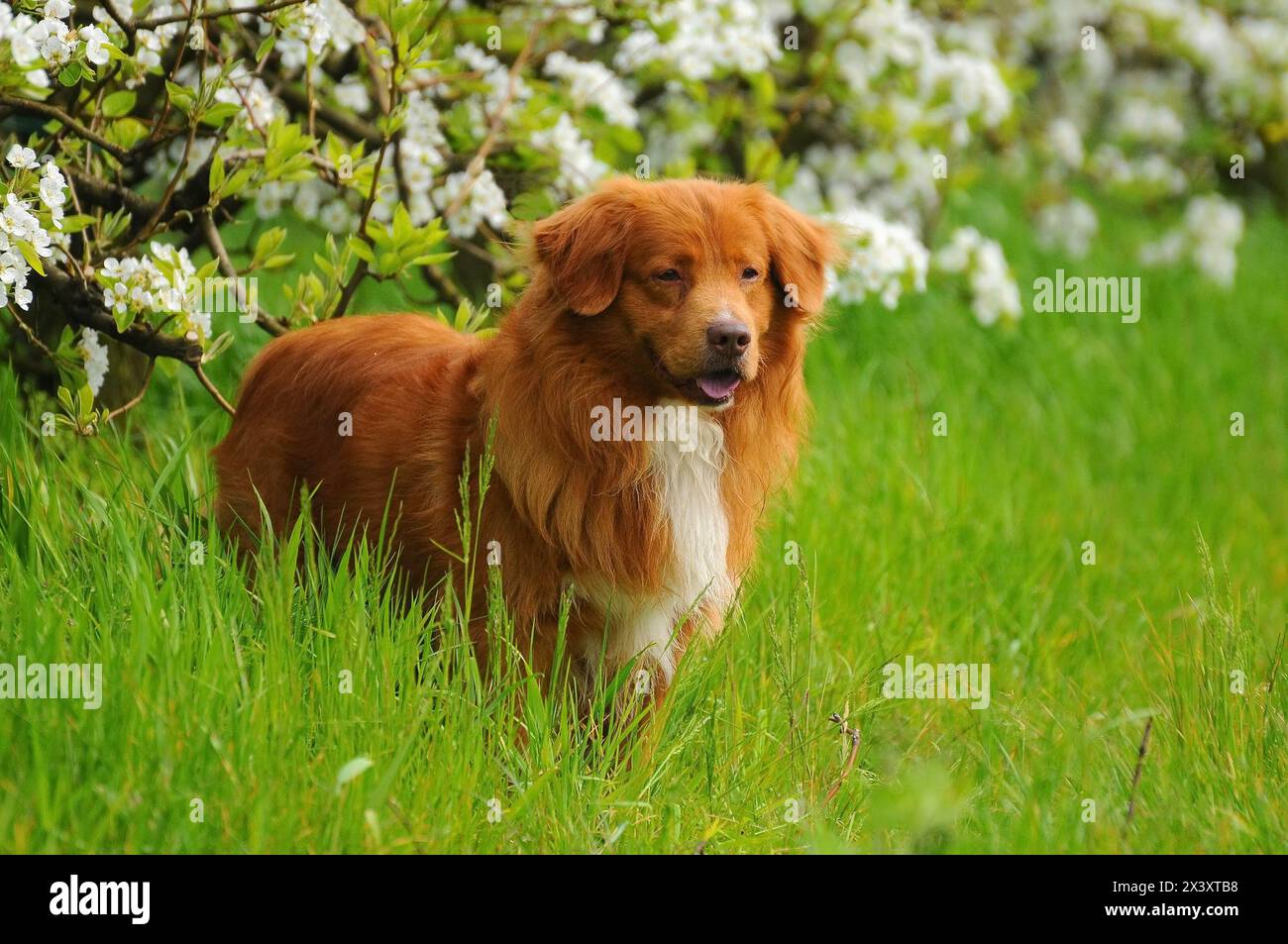 Ritratto di Nova Scotia Duck Tolling Retriever Foto Stock