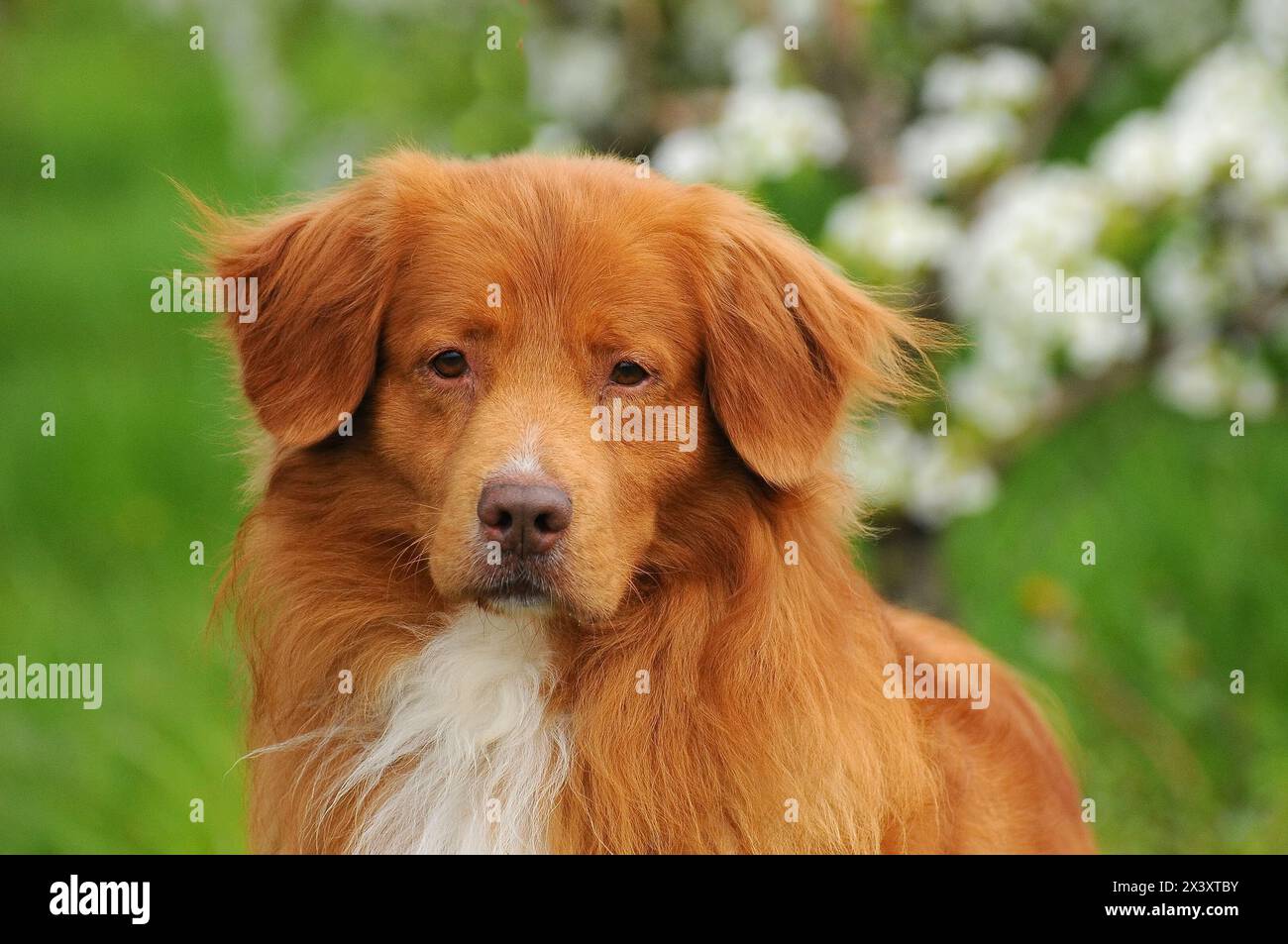 Ritratto di Nova Scotia Duck Tolling Retriever Foto Stock