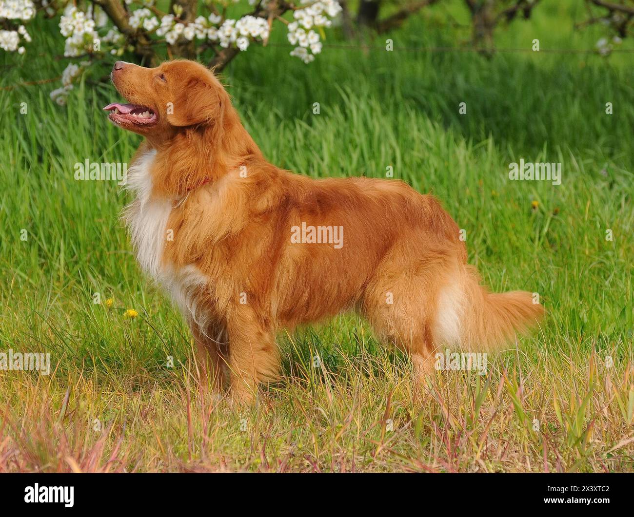 Ritratto di Nova Scotia Duck Tolling Retriever Foto Stock