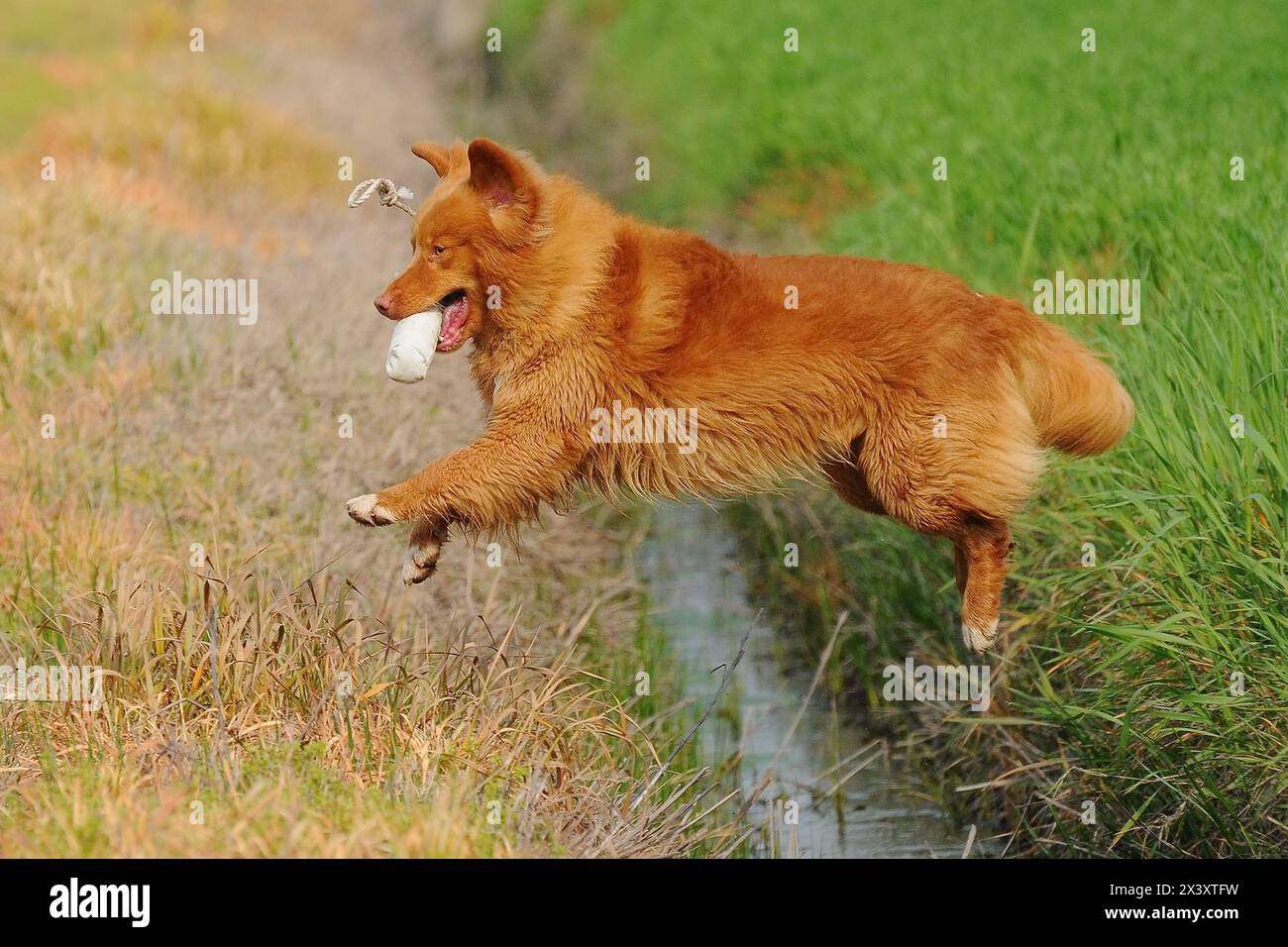 Ritratto di Nova Scotia Duck Tolling Retriever Foto Stock