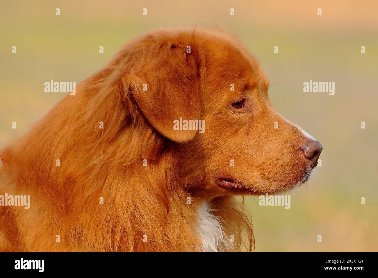 Ritratto di Nova Scotia Duck Tolling Retriever Foto Stock