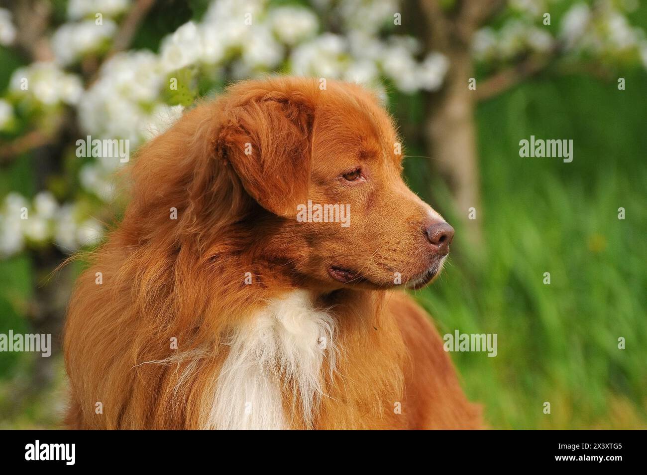Ritratto di Nova Scotia Duck Tolling Retriever Foto Stock
