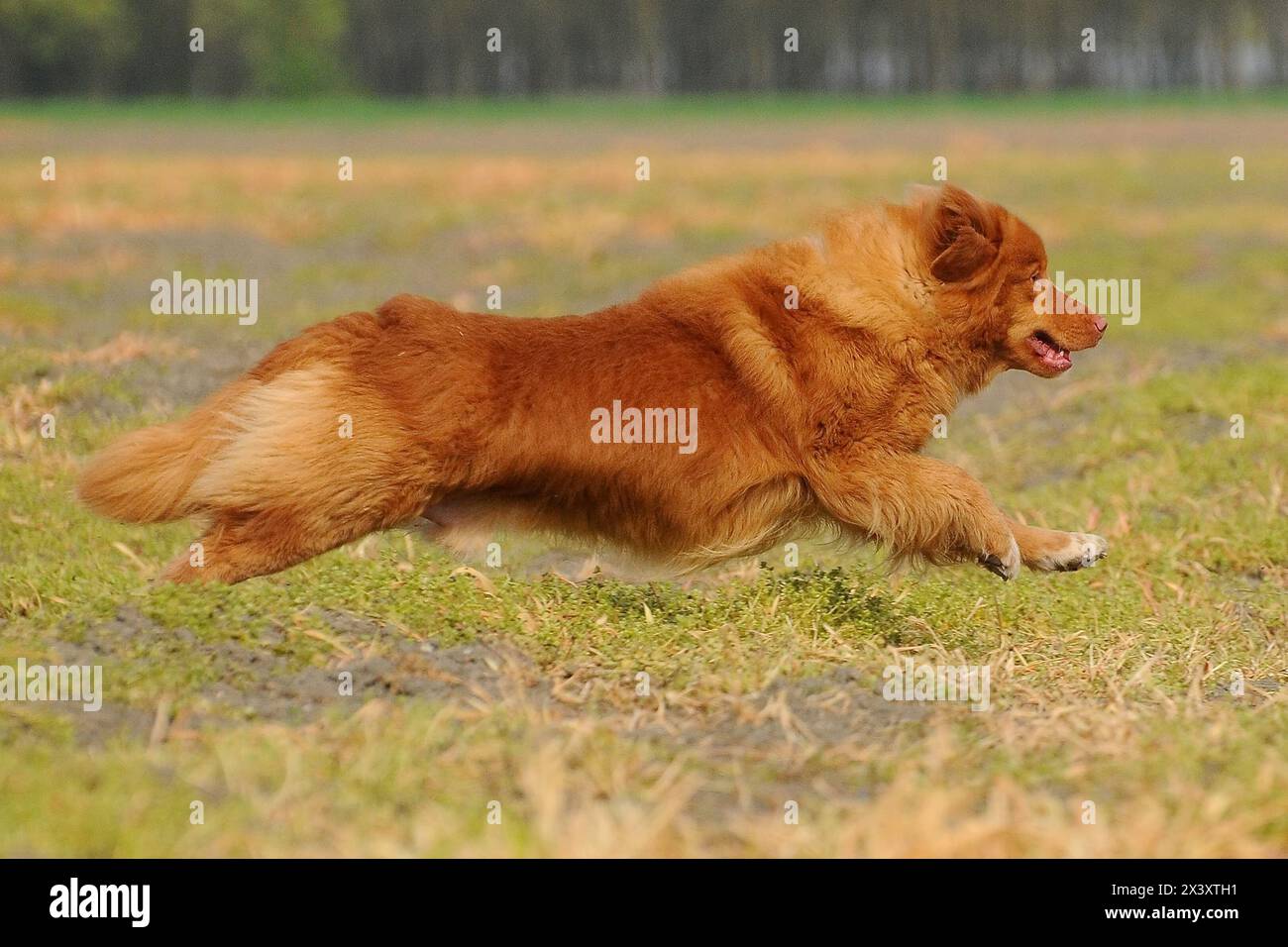 Ritratto di Nova Scotia Duck Tolling Retriever Foto Stock