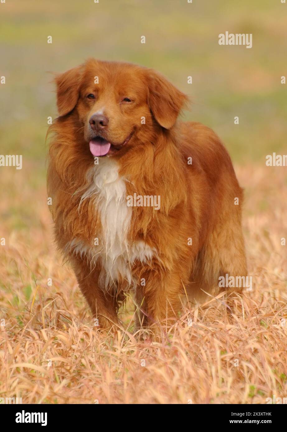 Ritratto di Nova Scotia Duck Tolling Retriever Foto Stock