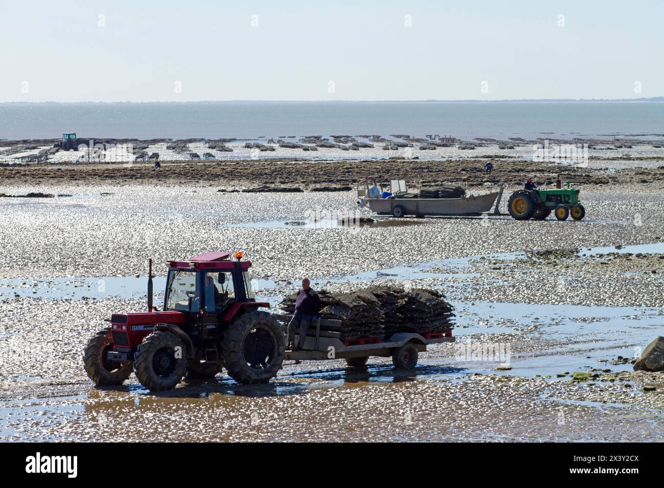 Francia, la Bernerie-en-Retz, Baie de Bourgneuf, 44, ostriche contadine Foto Stock