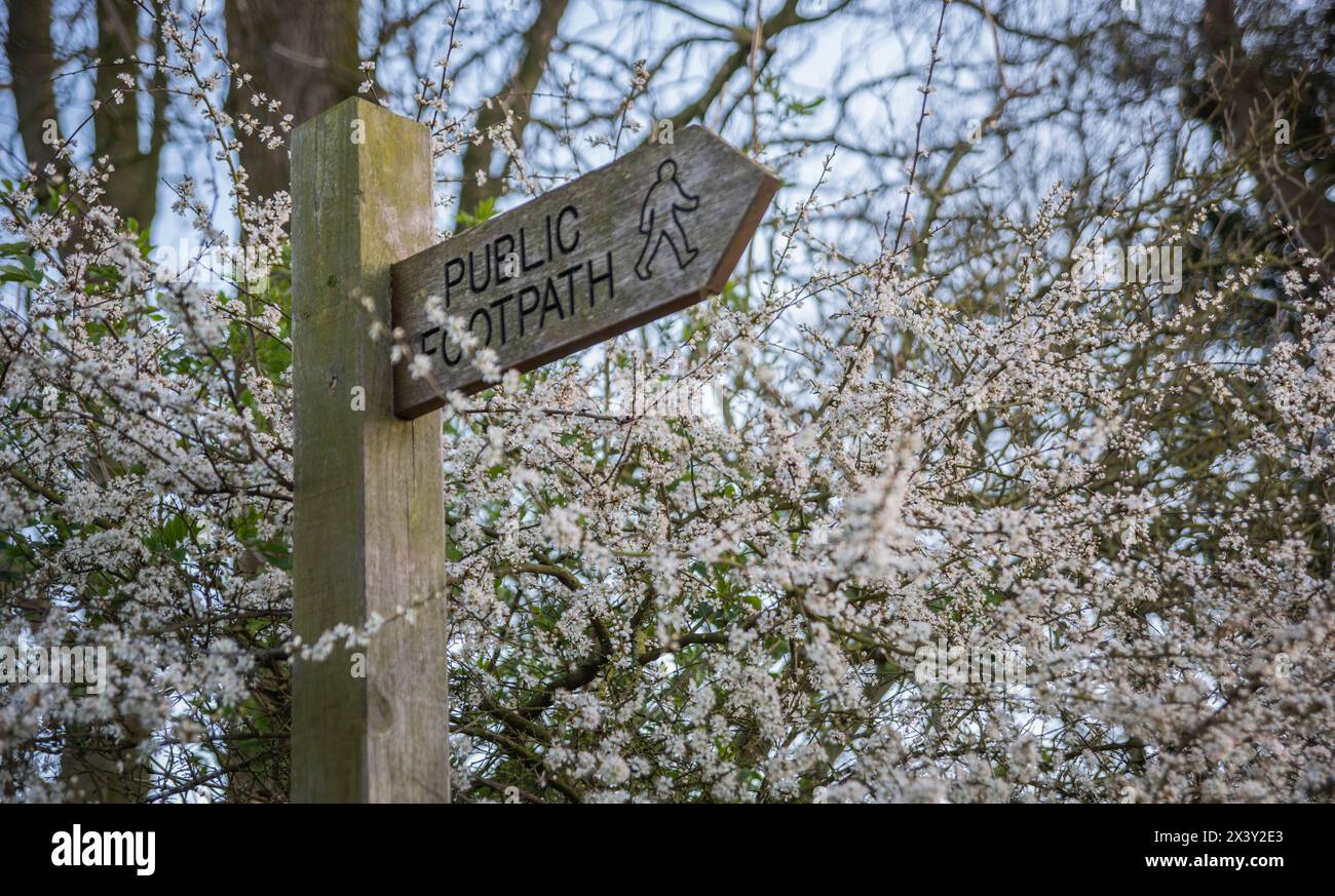 Cartello in legno intagliato per il sentiero pubblico circondato dalla fioritura di una spina nella campagna dell'East Yorkshire, Regno Unito Foto Stock