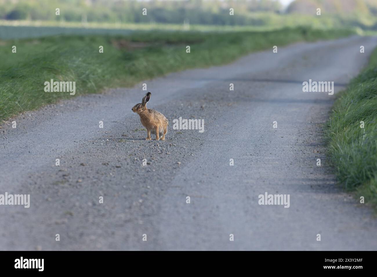 Brown Hare (Lepus europaeus) che attraversa una strada Helpringham Fen Lincolnshire aprile 2024 Foto Stock