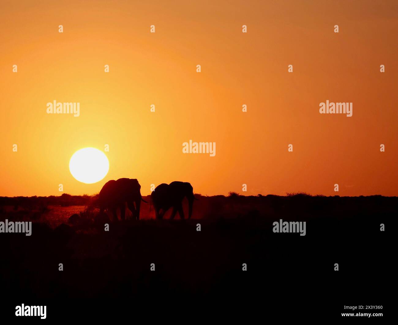Verliebet Elefanten im Sonnenuntergang Botswana Foto Stock