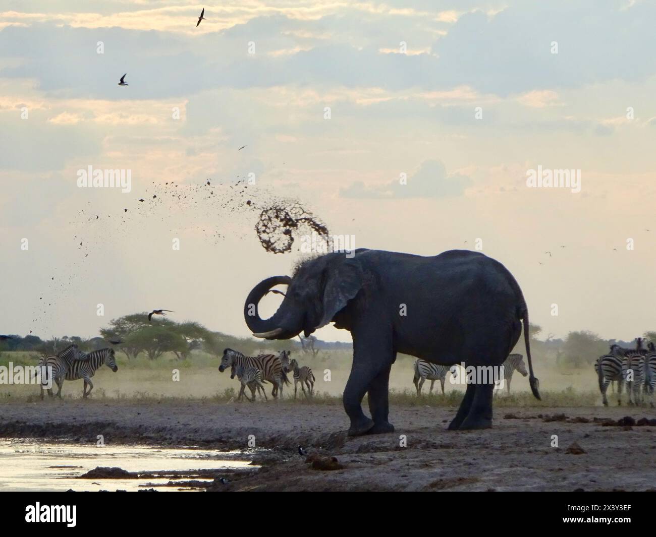 Elefant nimmt Schlammbad Botswana Foto Stock