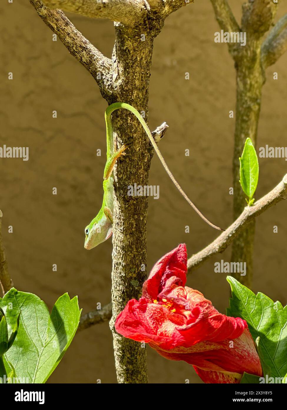 Lucertola anulare verde che mostra la progressione di rugiada n. 1, fase iniziale. lizard si trova su un ramo di ibisco capovolto, con una fioritura rossa in primo piano. Foto Stock