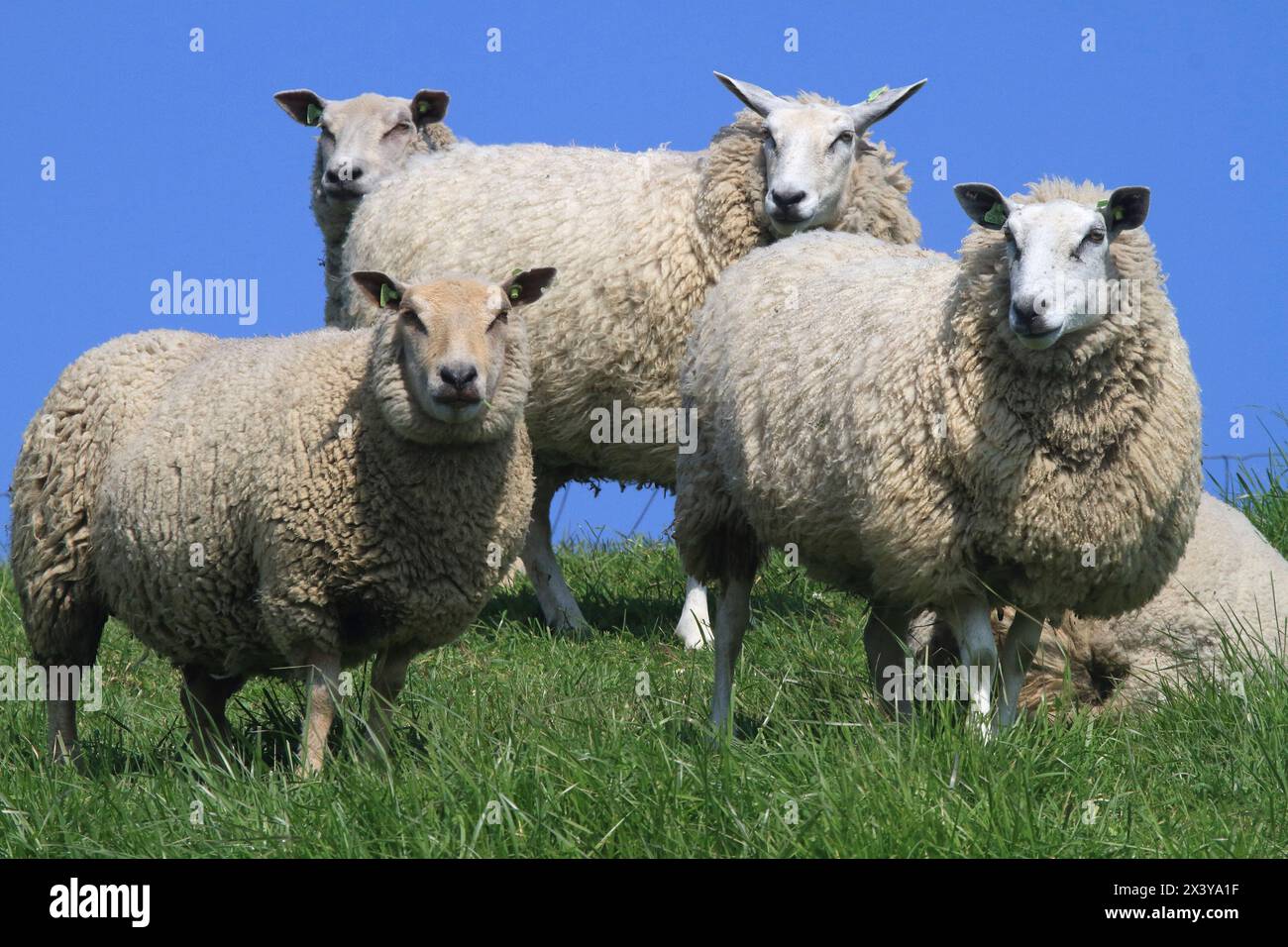 Paesi Bassi, pecore Foto Stock