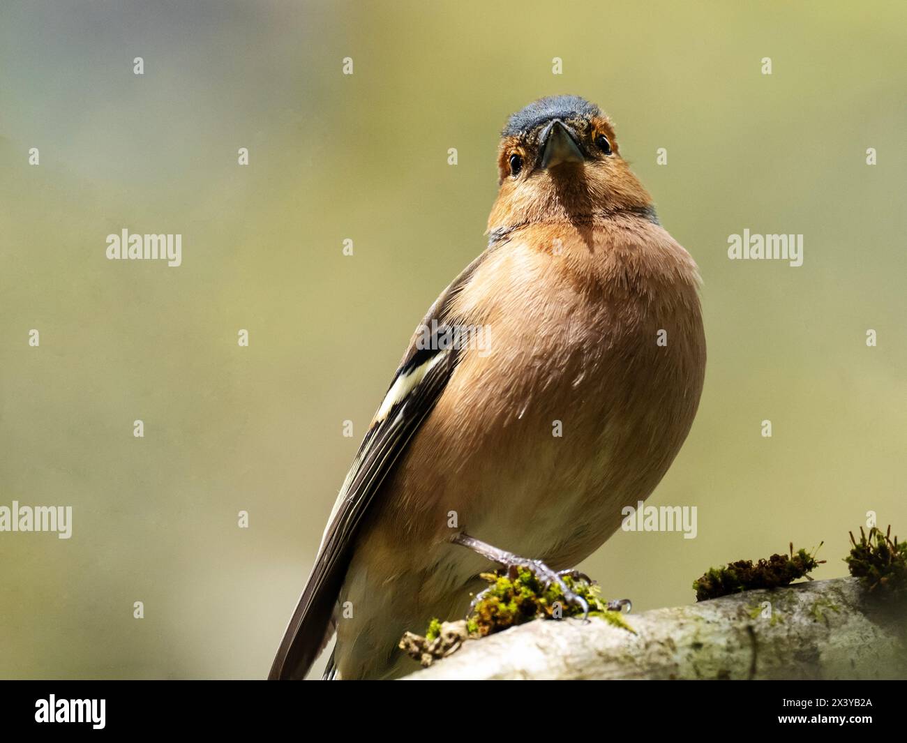 Un maschio Chaffinch, Fringilla coelebs ad Ambleside, Lake District, Regno Unito. Foto Stock