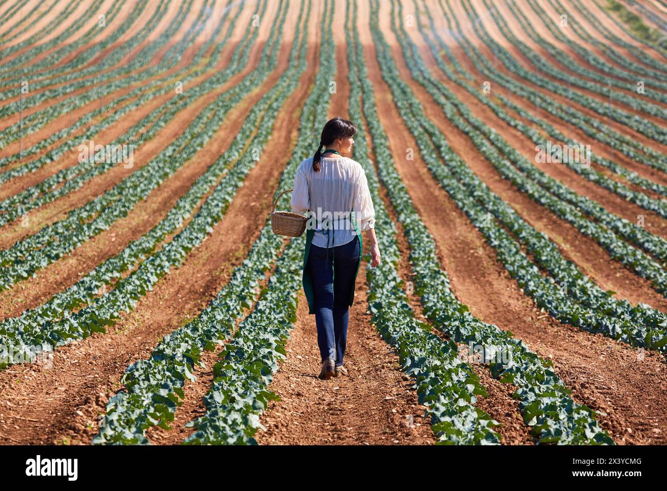 Farmer, Broccoli, Agricultural Field, Funes, Navarra, Spagna, Europa Foto Stock