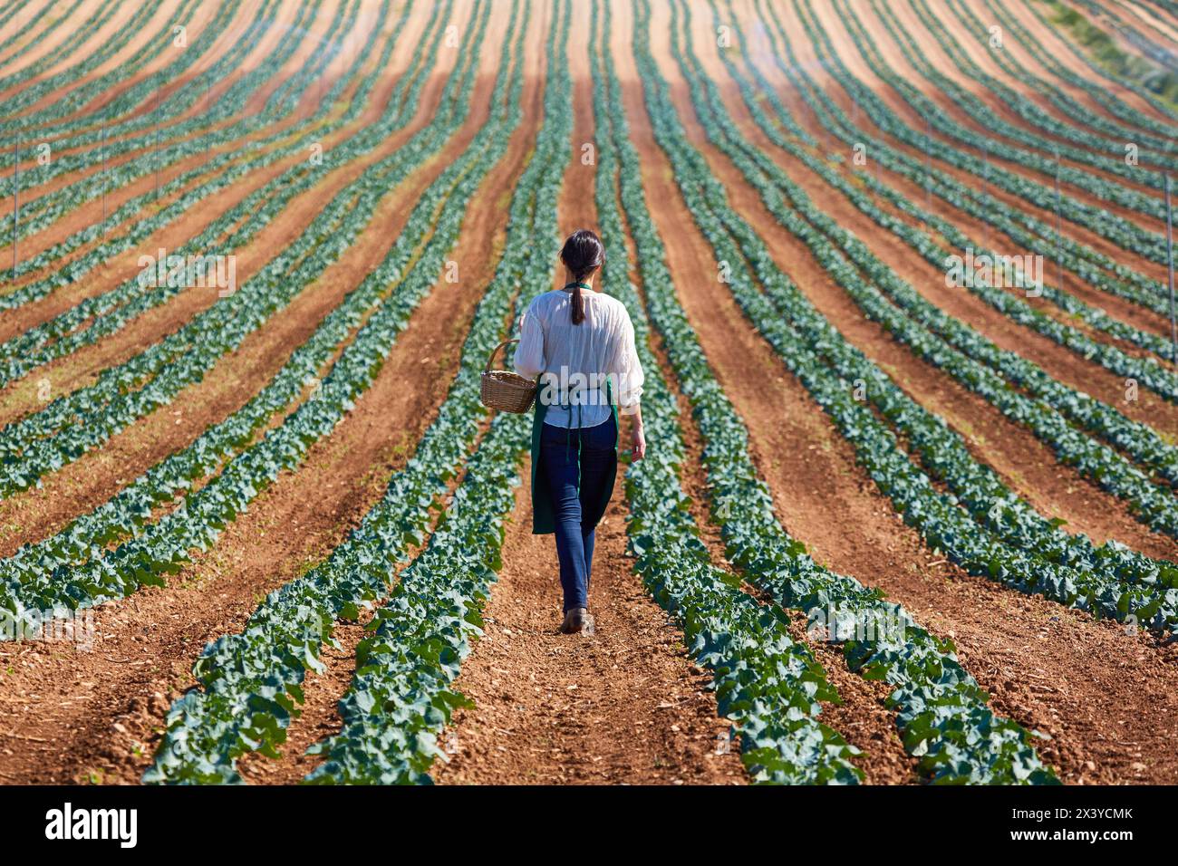 Farmer, Broccoli, Agricultural Field, Funes, Navarra, Spagna, Europa Foto Stock