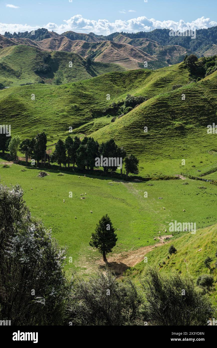 Una vista da Strathmore Saddle sulla Forgotten World Highway, North Island, Nuova Zelanda Foto Stock