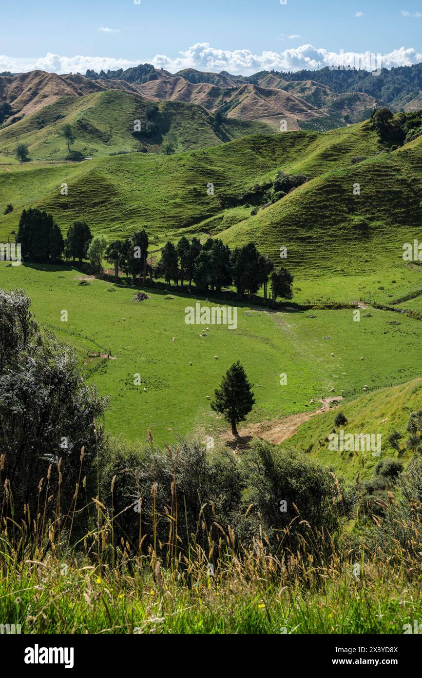 Una vista da Strathmore Saddle sulla Forgotten World Highway, North Island, Nuova Zelanda Foto Stock