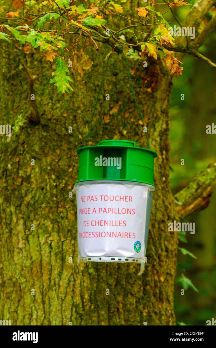 caterpillar processionario per querce Foto Stock