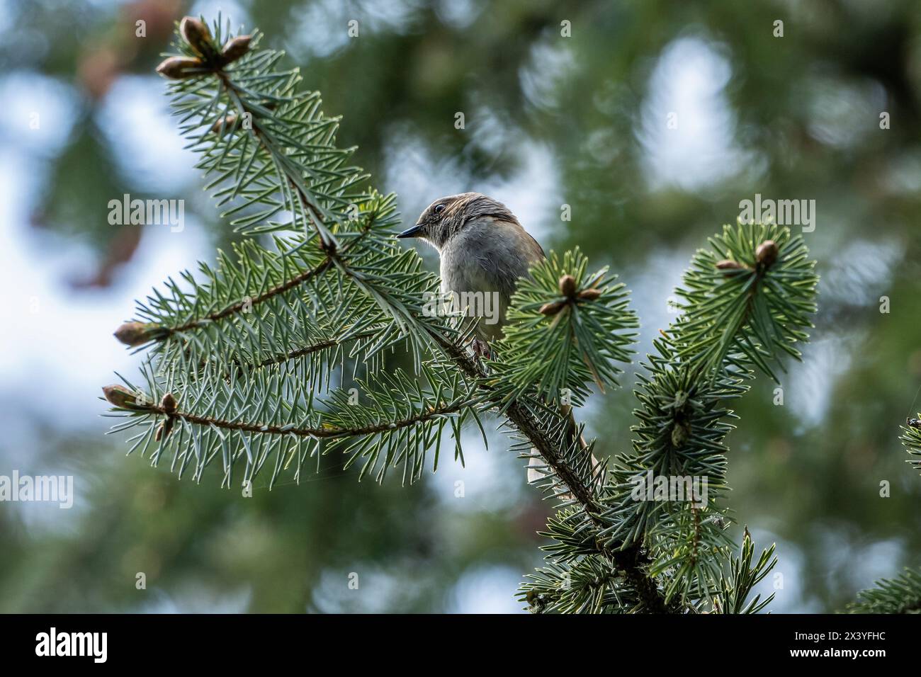 Dunnock appollaiato su un ramo di abete sitka con un meraviglioso sfondo fuori fuoco. Foto Stock