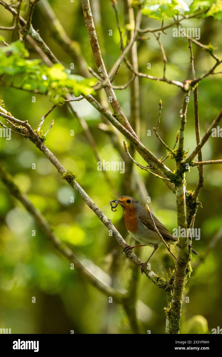 Robin europeo con un verme nel becco arroccato su un giovane alberello di quercia. Foto Stock