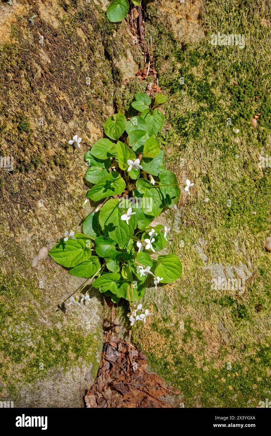 Le piante viola blanda comunemente note come dolci violette bianche che crescono tra le rocce muschiate del bosco vista ravvicinata guardando verso il basso la piccola p Foto Stock