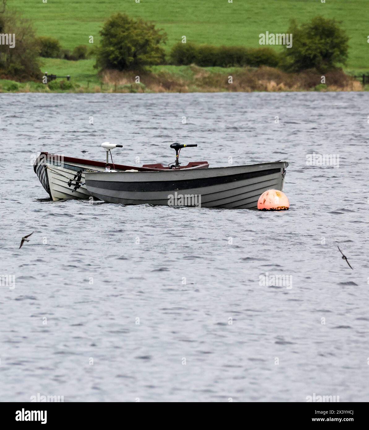 Corbet, Contea di Down, Irlanda del Nord, Regno Unito. 29 aprile 2024. Meteo nel Regno Unito - un inizio bagnato e ventilato per la settimana lavorativa con nuvole basse e docce squamose. Per diventare più asciutto e più soleggiato nel pomeriggio. Hirundinidae (in questo caso probabilmente martins di sabbia) raccogliendo insetti appena sopra la superficie di un lago d'acqua dolce. Crediti: CAZIMB/Alamy Live News. Foto Stock
