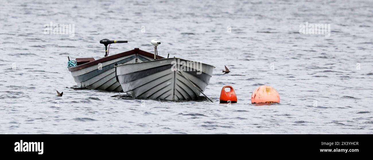 Corbet, Contea di Down, Irlanda del Nord, Regno Unito. 29 aprile 2024. Meteo nel Regno Unito - un inizio bagnato e ventilato per la settimana lavorativa con nuvole basse e docce squamose. Per diventare più asciutto e più soleggiato nel pomeriggio. Hirundinidae (in questo caso probabilmente martins di sabbia) raccogliendo insetti appena sopra la superficie di un lago d'acqua dolce. Crediti: CAZIMB/Alamy Live News. Foto Stock