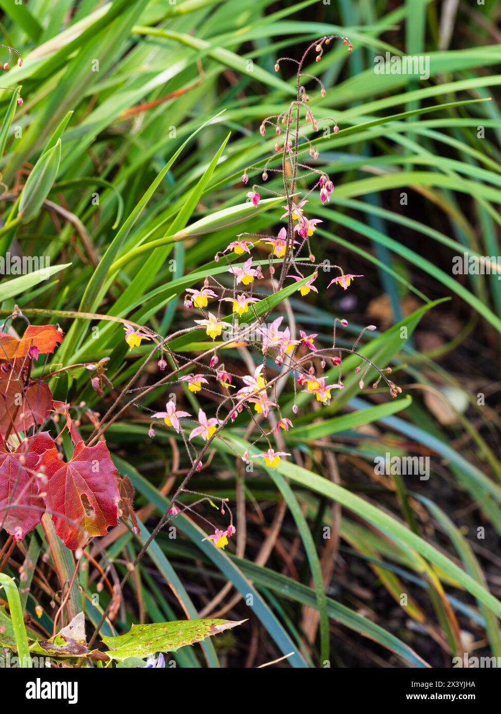 Fogliame primaverile rosso e ariosi spruzzi di fiori gialli dell'argilla perenne, Epimedium "Wildside Ruby" Foto Stock