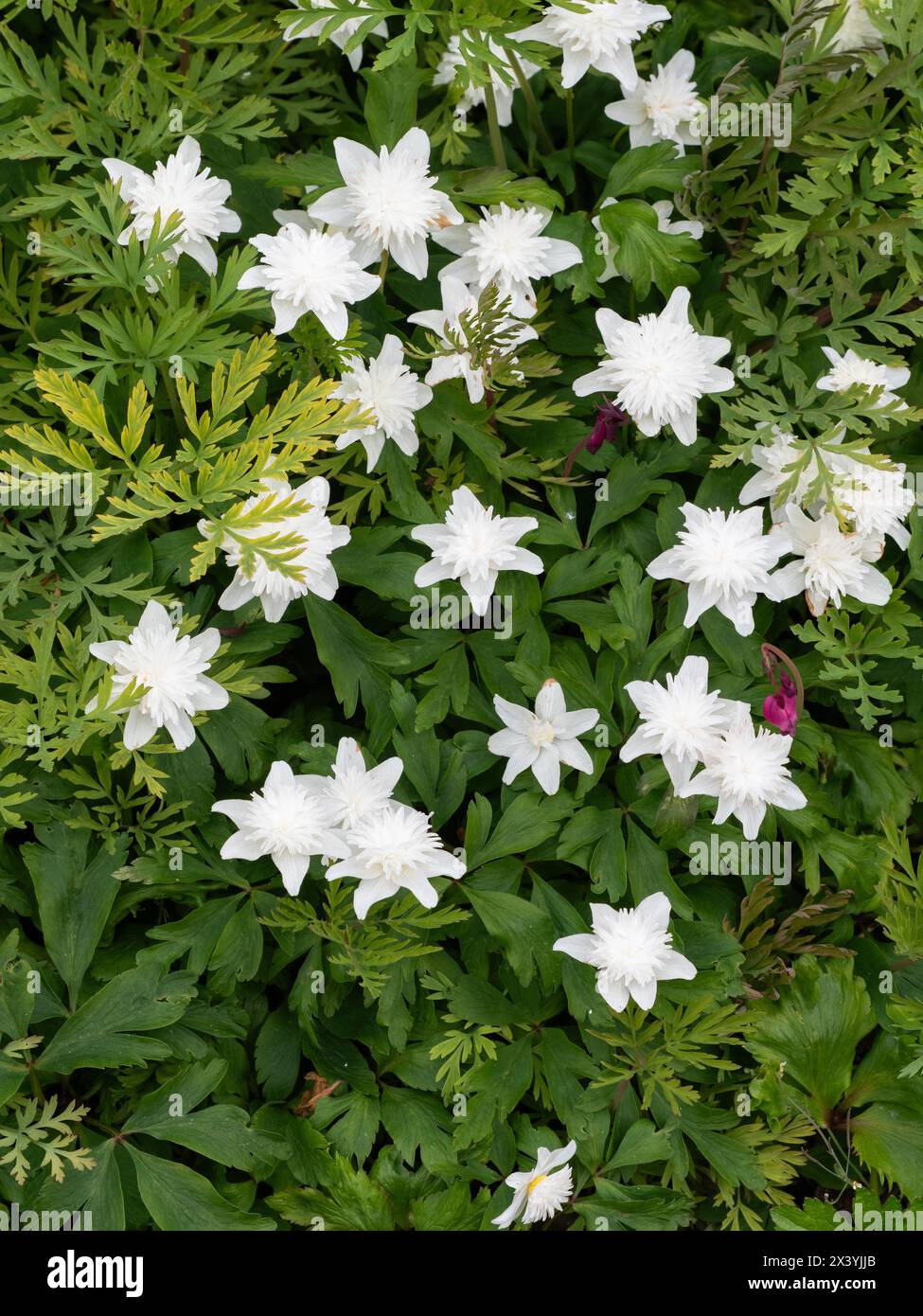Anemone in legno effimero in fiore bianco, a doppia fioritura primaverile, Anemone nemorosa "Vestal" Foto Stock