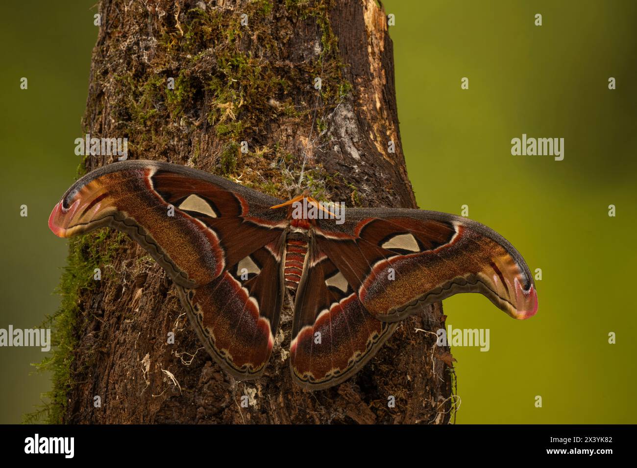 Atlas Moth: Attacus atlas. Campione prigioniero, condizioni controllate. Foto Stock